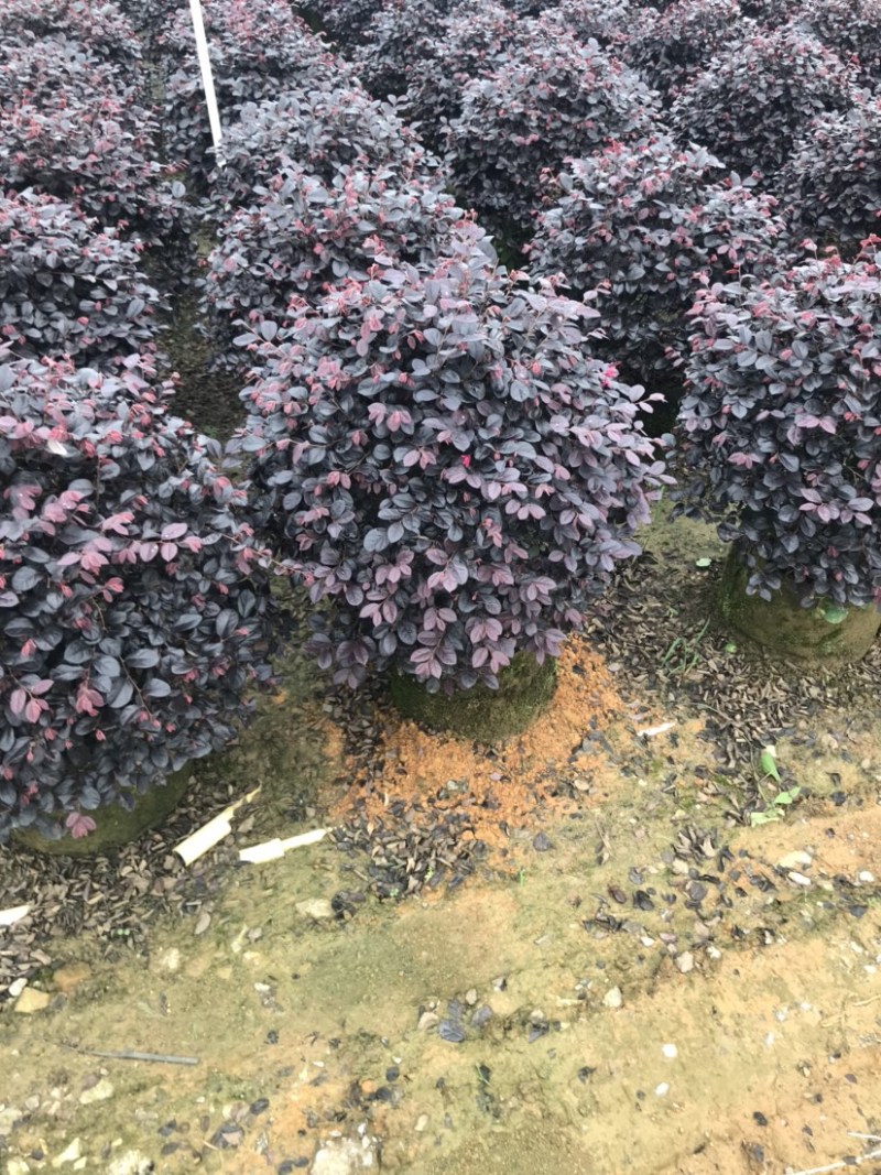 红继木球精品球50-60厘米袋苗，价格面议详谈。