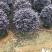 红继木球精品球50-60厘米袋苗，价格面议详谈。