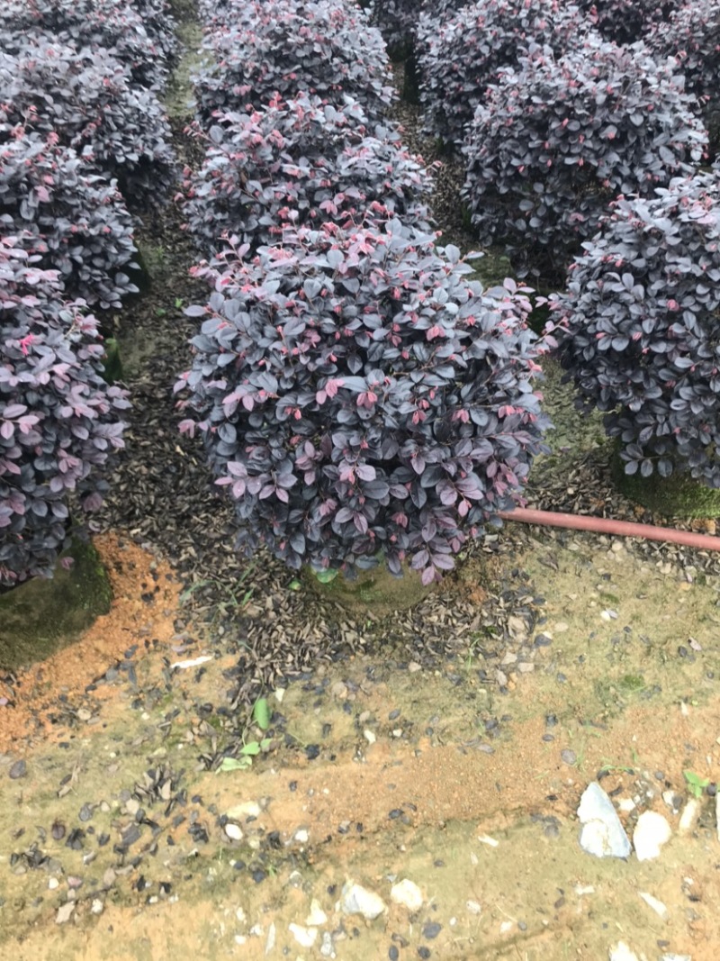 红继木球精品球50-60厘米袋苗，价格面议详谈。