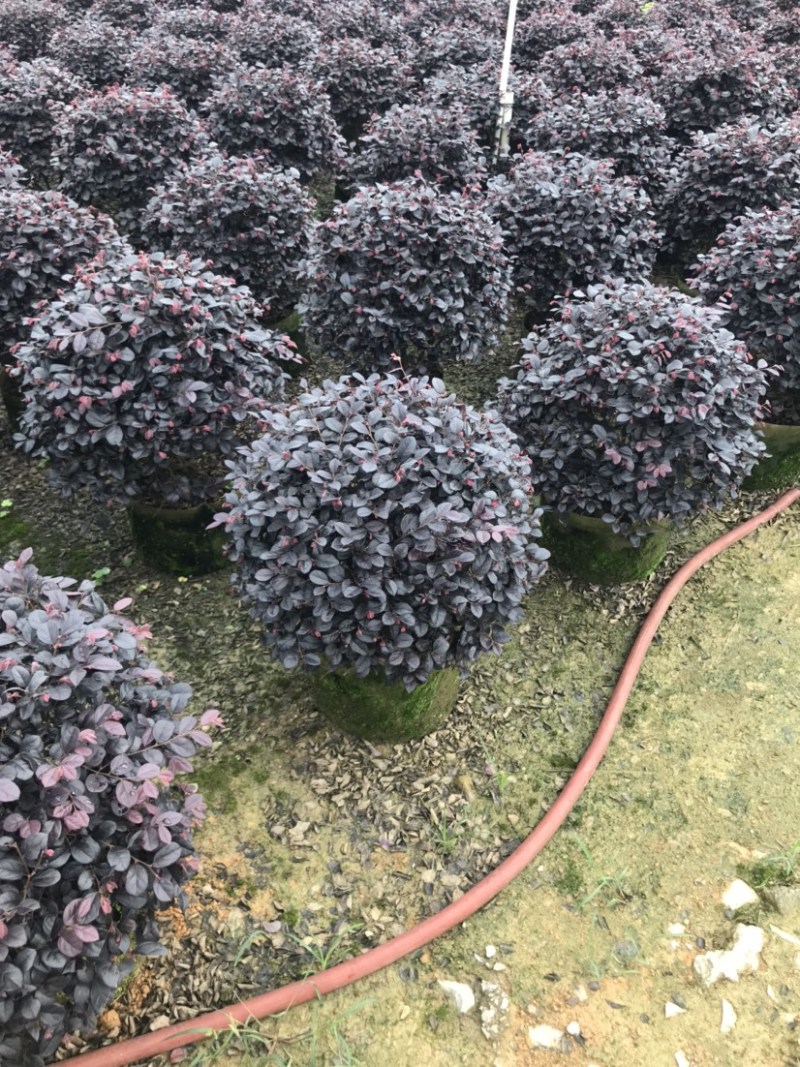 红继木球精品球50-60厘米袋苗，价格面议详谈。