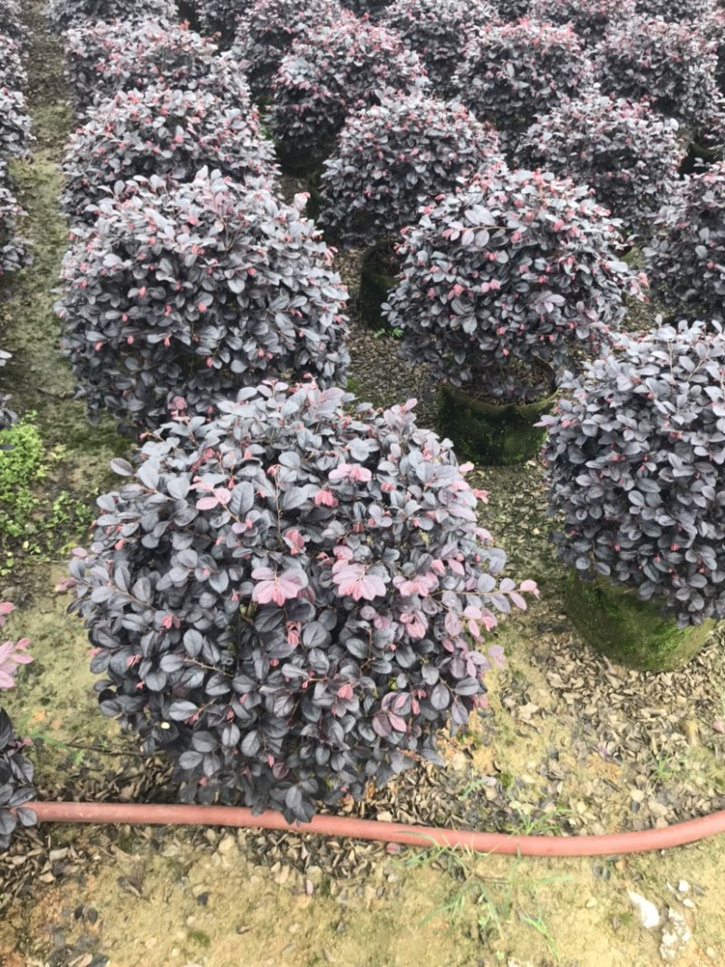 红继木球精品球50-60厘米袋苗，价格面议详谈。