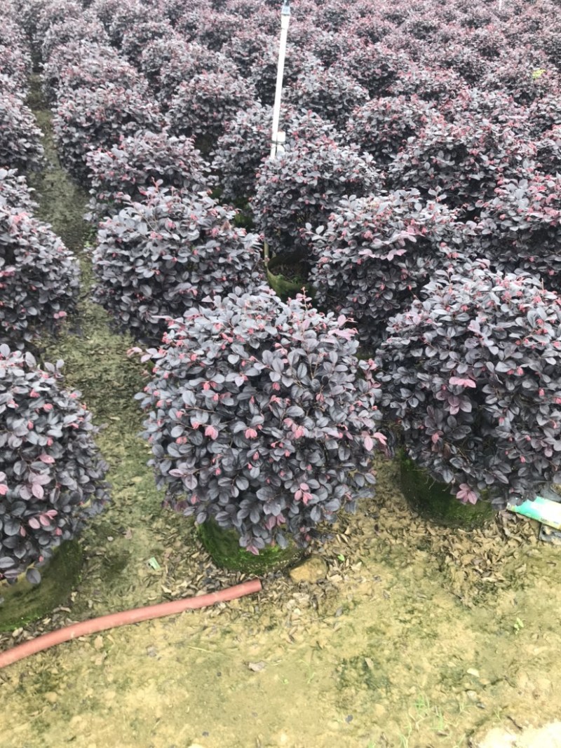 红继木球精品球50-60厘米袋苗，价格面议详谈。