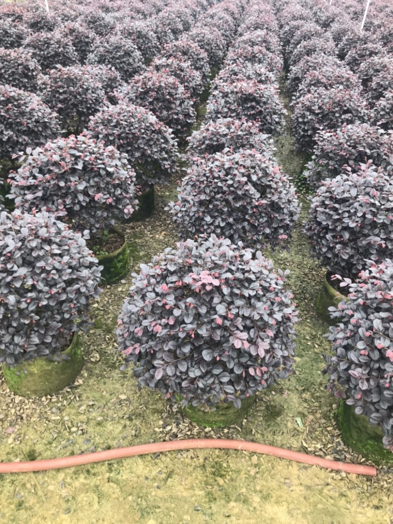 红继木球精品球50-60厘米袋苗，价格面议详谈。