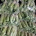 青头萝卜，质量好，一到3斤，产地直销，口感好，颜色漂亮，