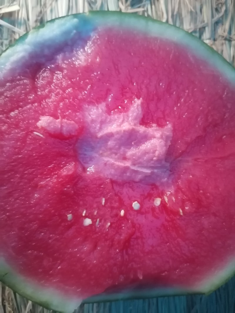 自根苗美都大量上市