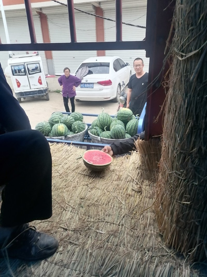 自根苗美都大量上市