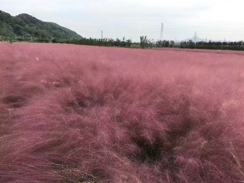粉黛乱子草