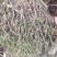 化石草（源自中缅边境）纯野生，海拔1800米