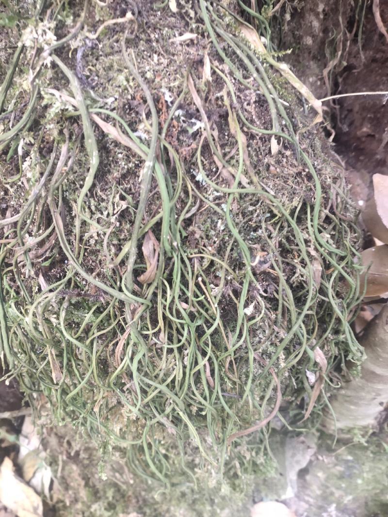 化石草（源自中缅边境）纯野生，海拔1800米