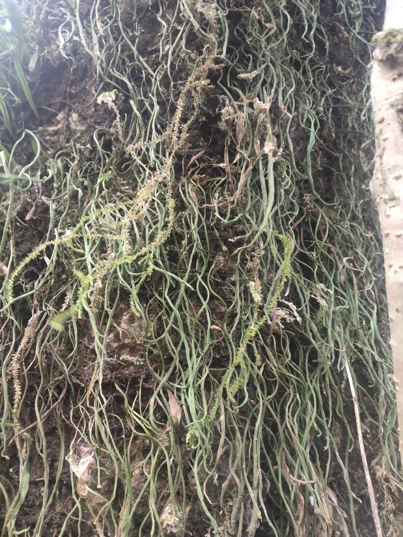 化石草（源自中缅边境）纯野生，海拔1800米