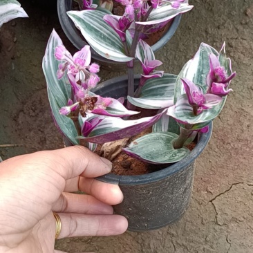 油画婚礼网红花卉盆栽