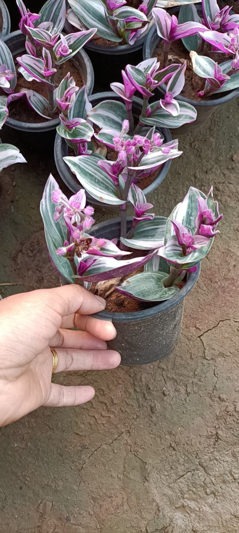 油画婚礼网红花卉盆栽