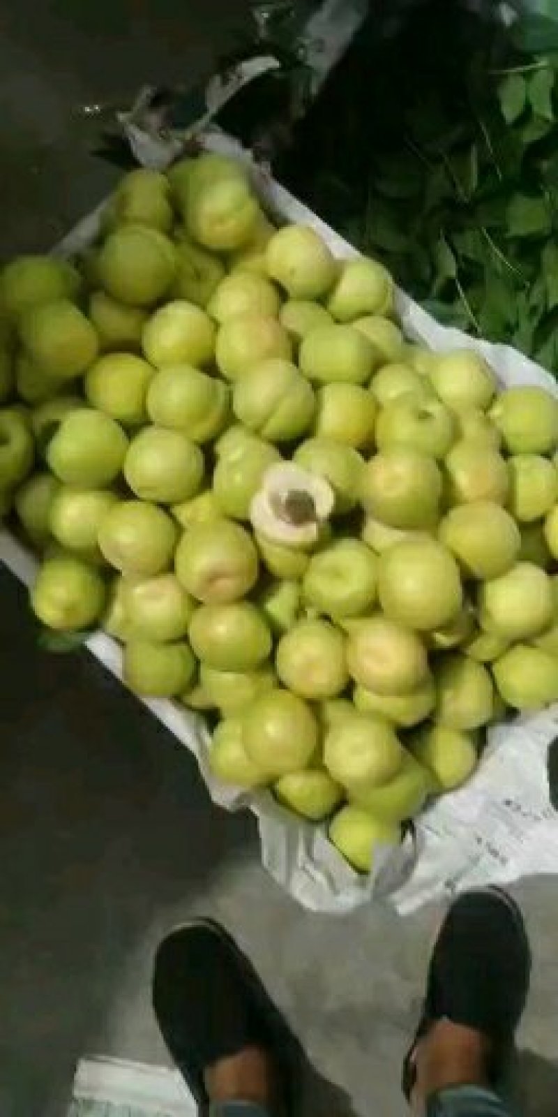 银白杏