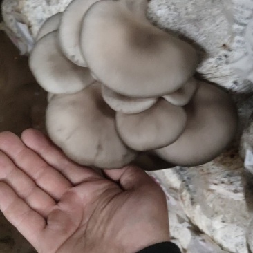 精品头茬小叶