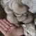 精品头茬小叶