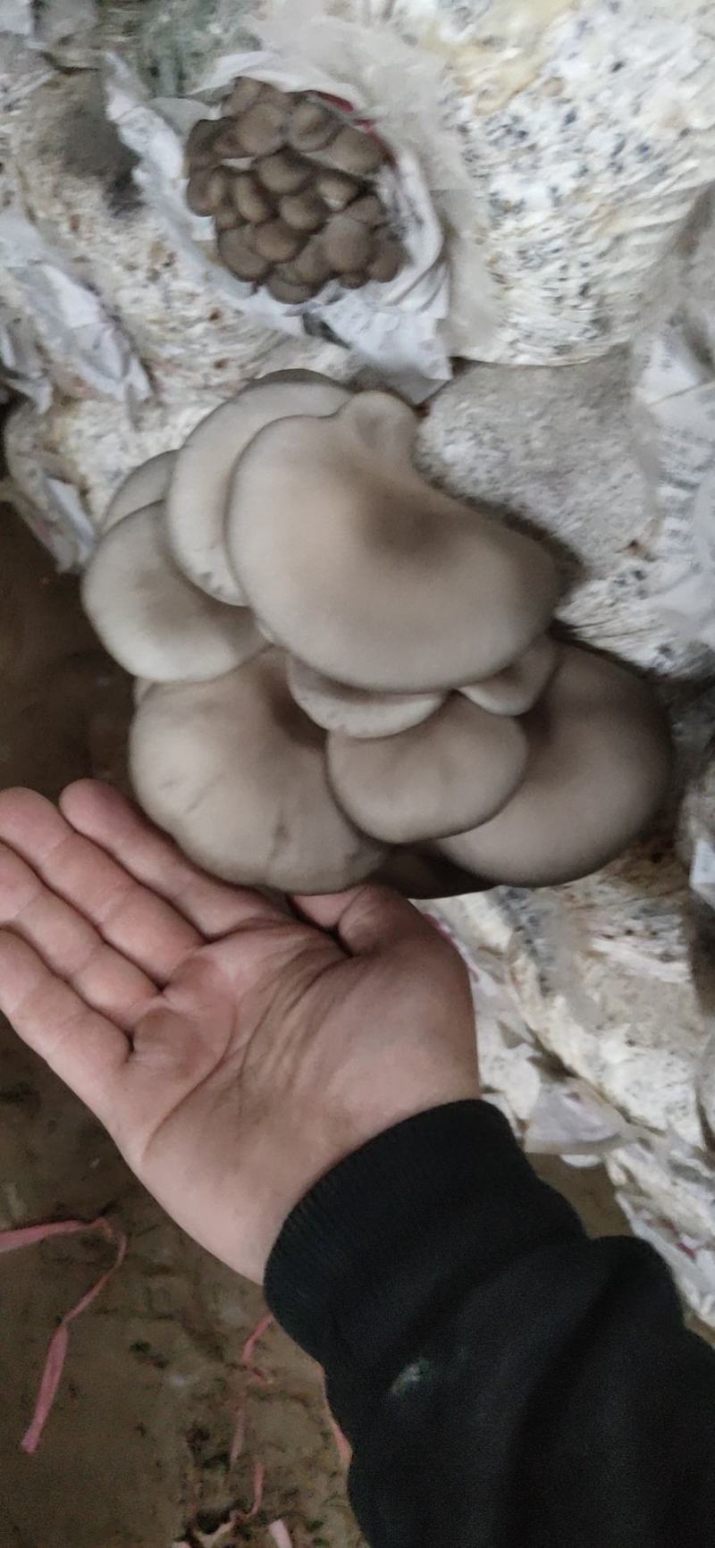 精品头茬小叶
