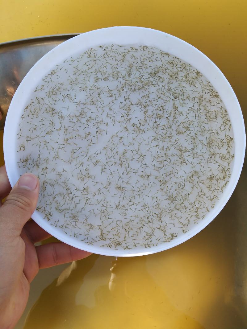 抗病毒草鱼水花罗非水花基地直销全国发货预订生产