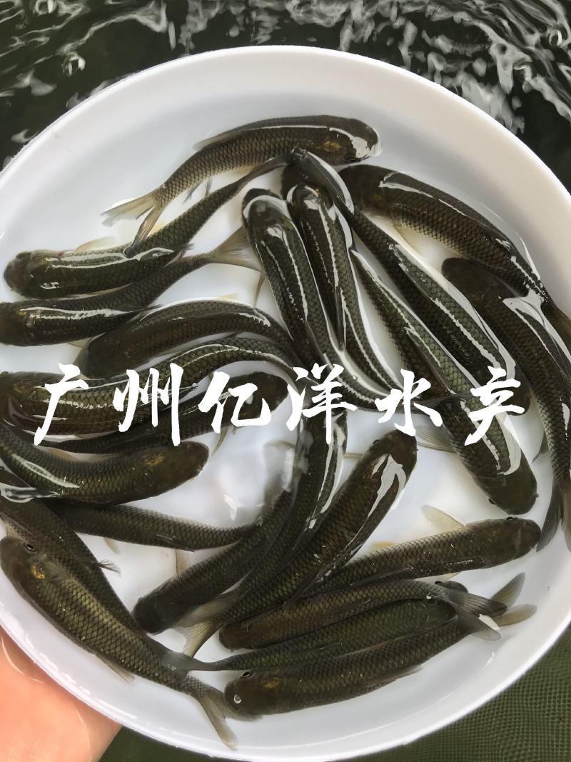 抗病毒草鱼水花罗非水花基地直销全国发货预订生产