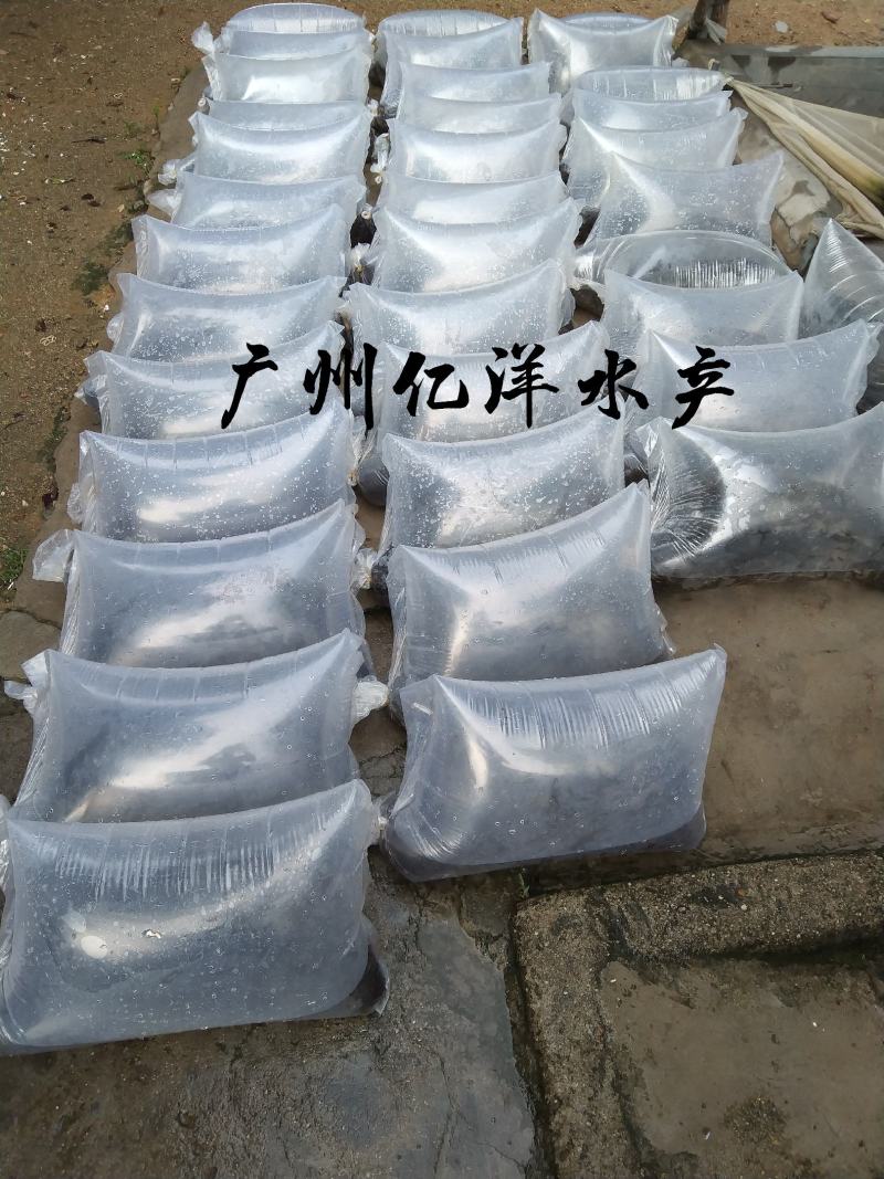 抗病毒草鱼水花罗非水花基地直销全国发货预订生产