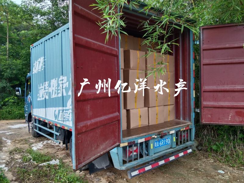 抗病毒草鱼水花罗非水花基地直销全国发货预订生产