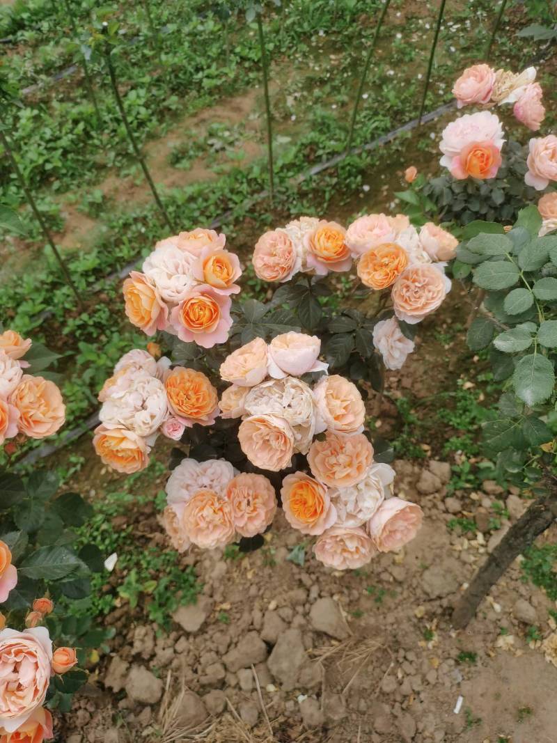 月季70~80cm，一公分以上粗棒棒糖月季，品种多质量