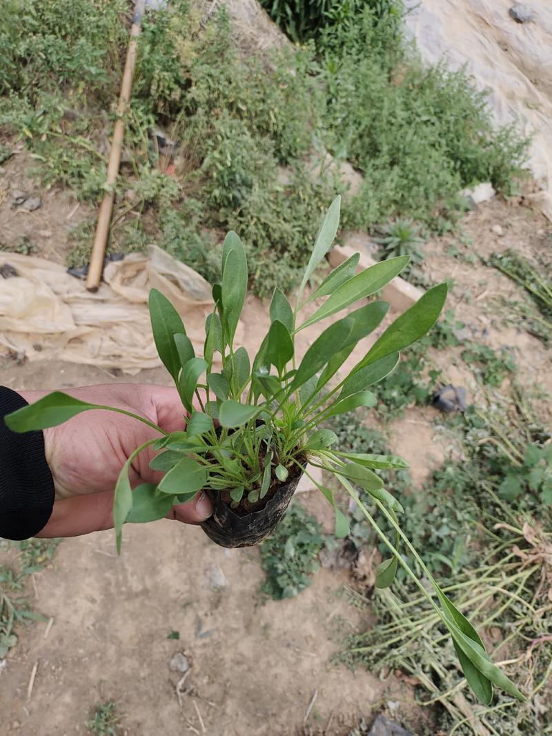 金鸡菊也叫小波斯菊孔雀菊二年生草本植物