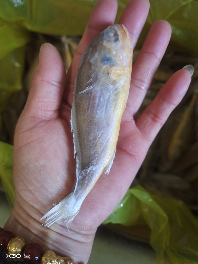 黄花鱼鲜活速冻，可视频看货烧烤原材料产地直销量大从优