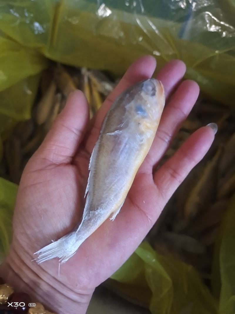 黄花鱼鲜活速冻，可视频看货烧烤原材料产地直销量大从优