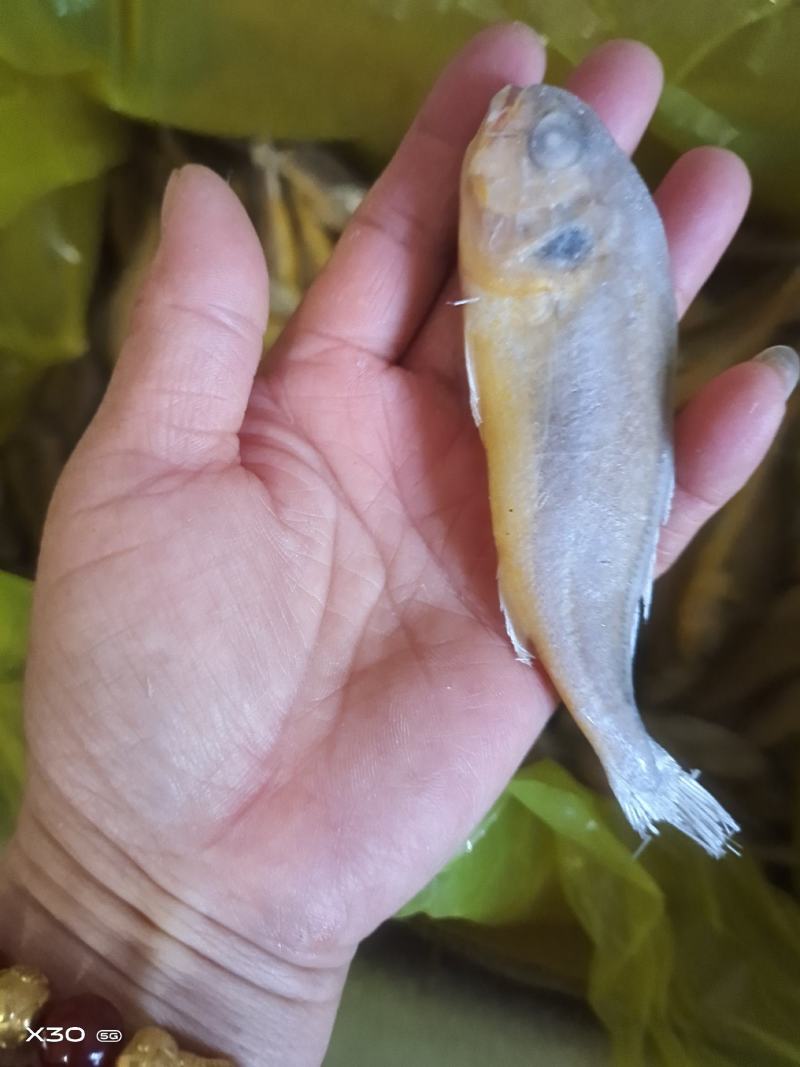 黄花鱼鲜活速冻，可视频看货烧烤原材料产地直销量大从优