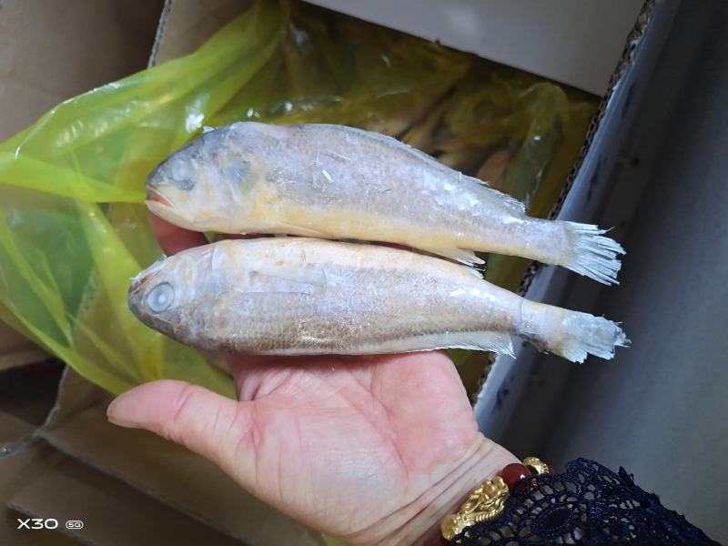 黄花鱼鲜活速冻，可视频看货烧烤原材料产地直销量大从优