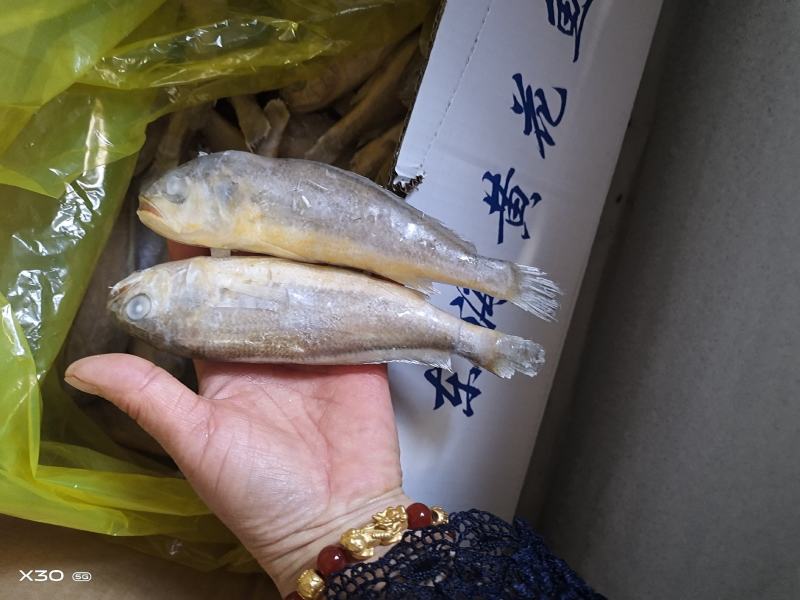 黄花鱼鲜活速冻，可视频看货烧烤原材料产地直销量大从优