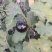 圆茄