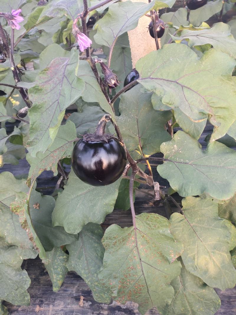 圆茄