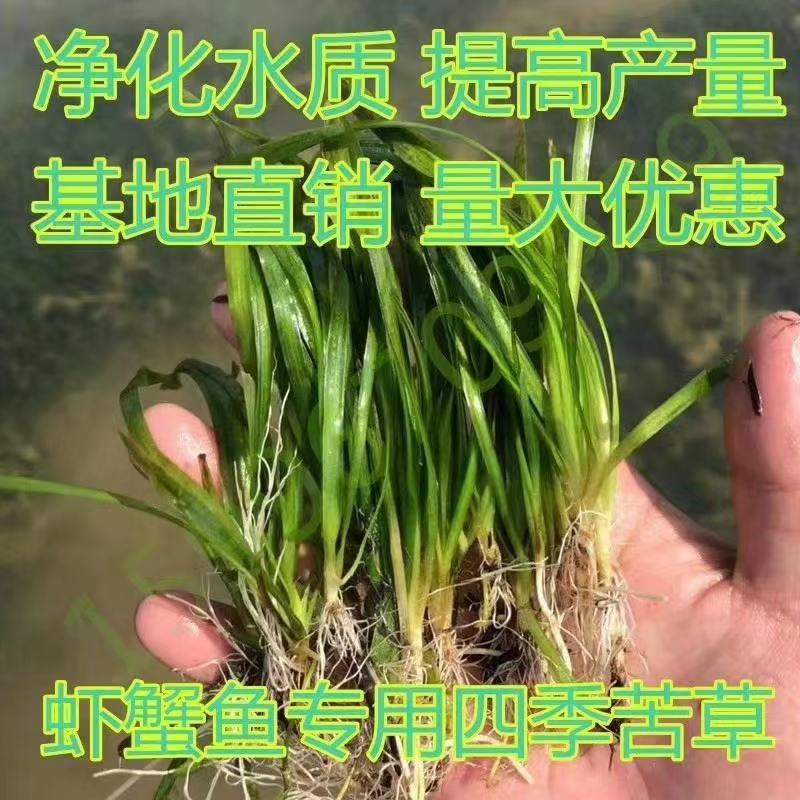 四季长青苦草虾蟹专用水草夏天不烂冬天不死