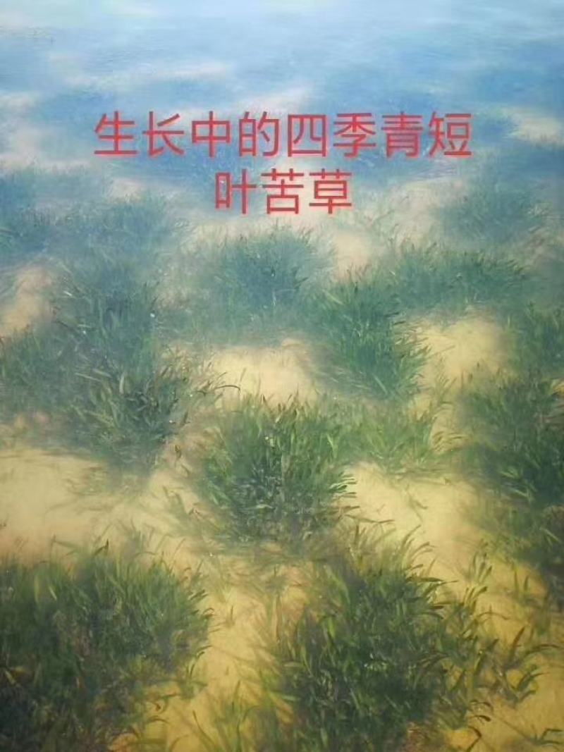 四季长青苦草虾蟹专用水草夏天不烂冬天不死