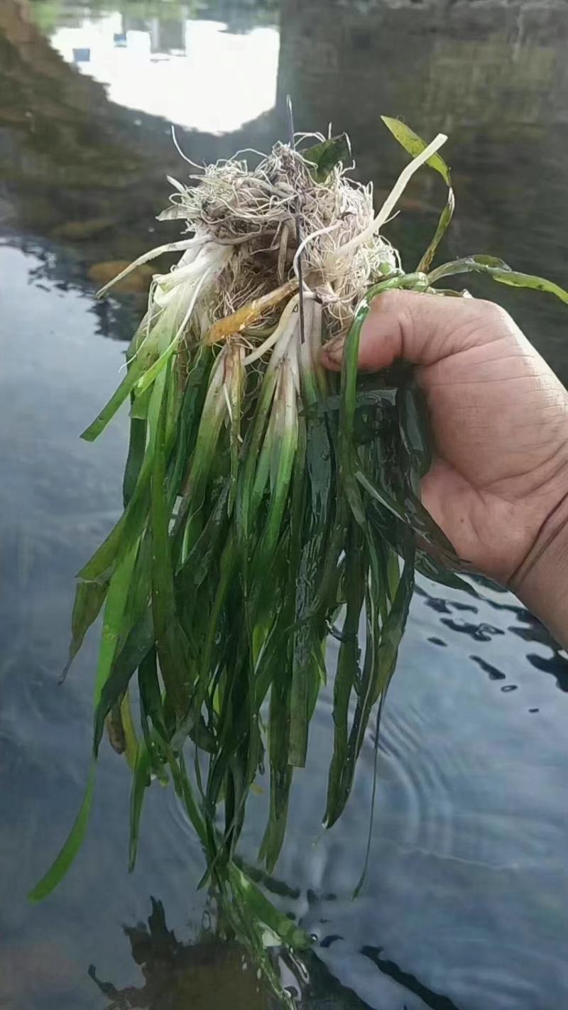 四季长青苦草虾蟹专用水草夏天不烂冬天不死