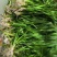四季长青苦草虾蟹专用水草夏天不烂冬天不死
