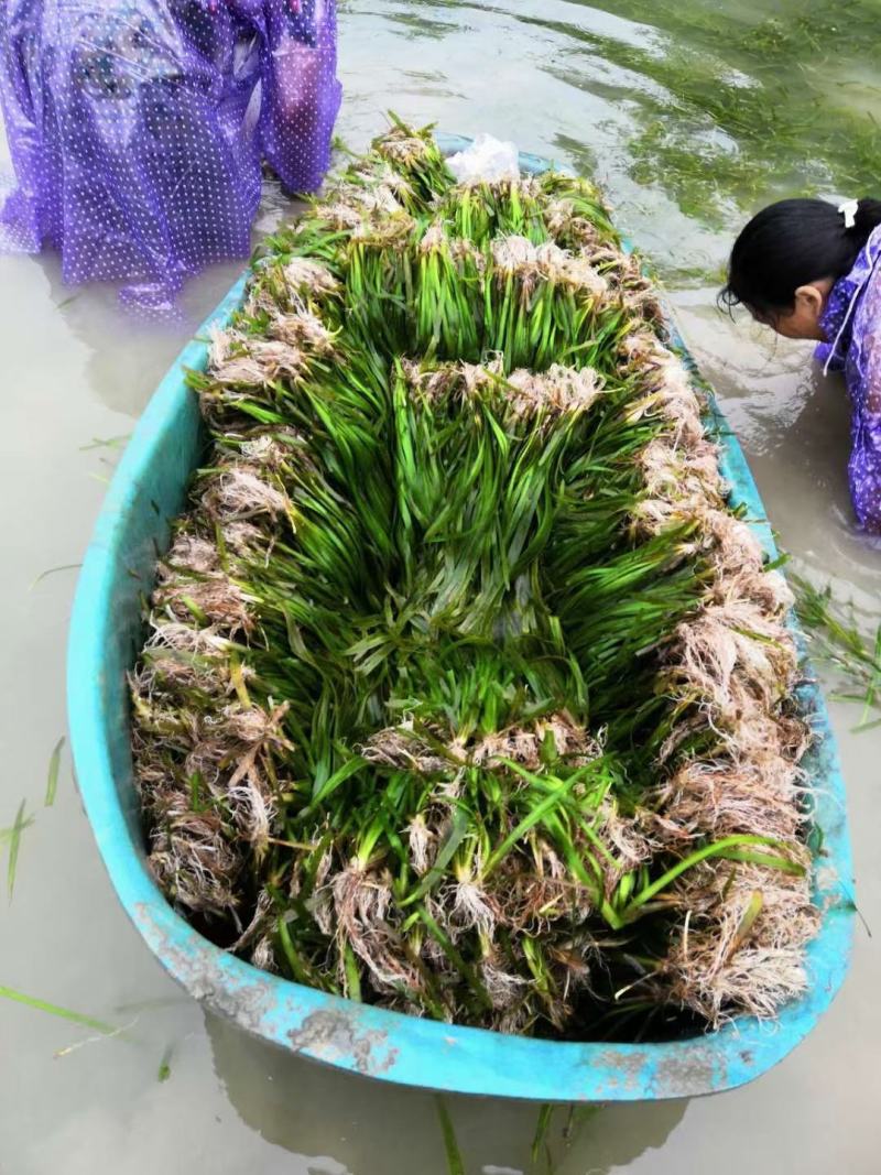 四季长青苦草虾蟹专用水草夏天不烂冬天不死