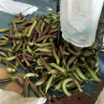 茄子