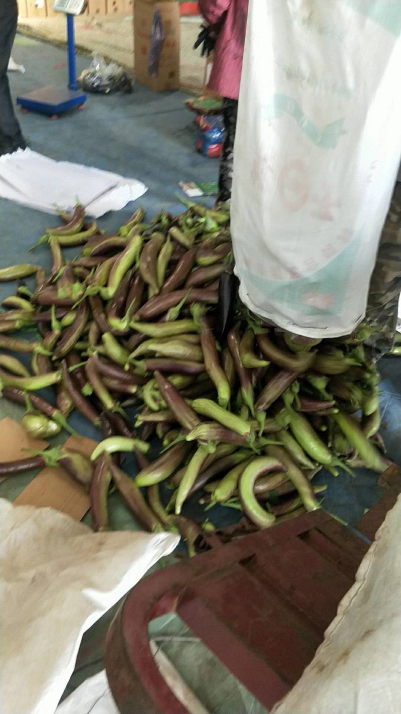 茄子