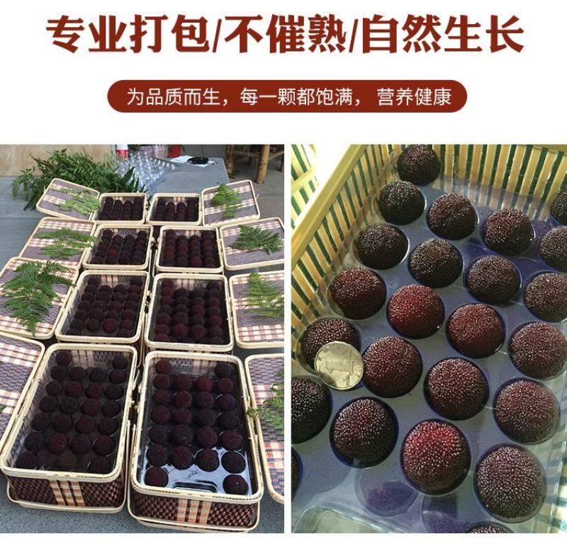 慈溪本地杨梅顺丰空运江浙沪包邮新鲜送达