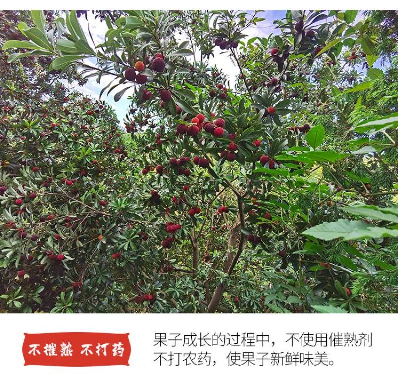 慈溪本地杨梅顺丰空运江浙沪包邮新鲜送达