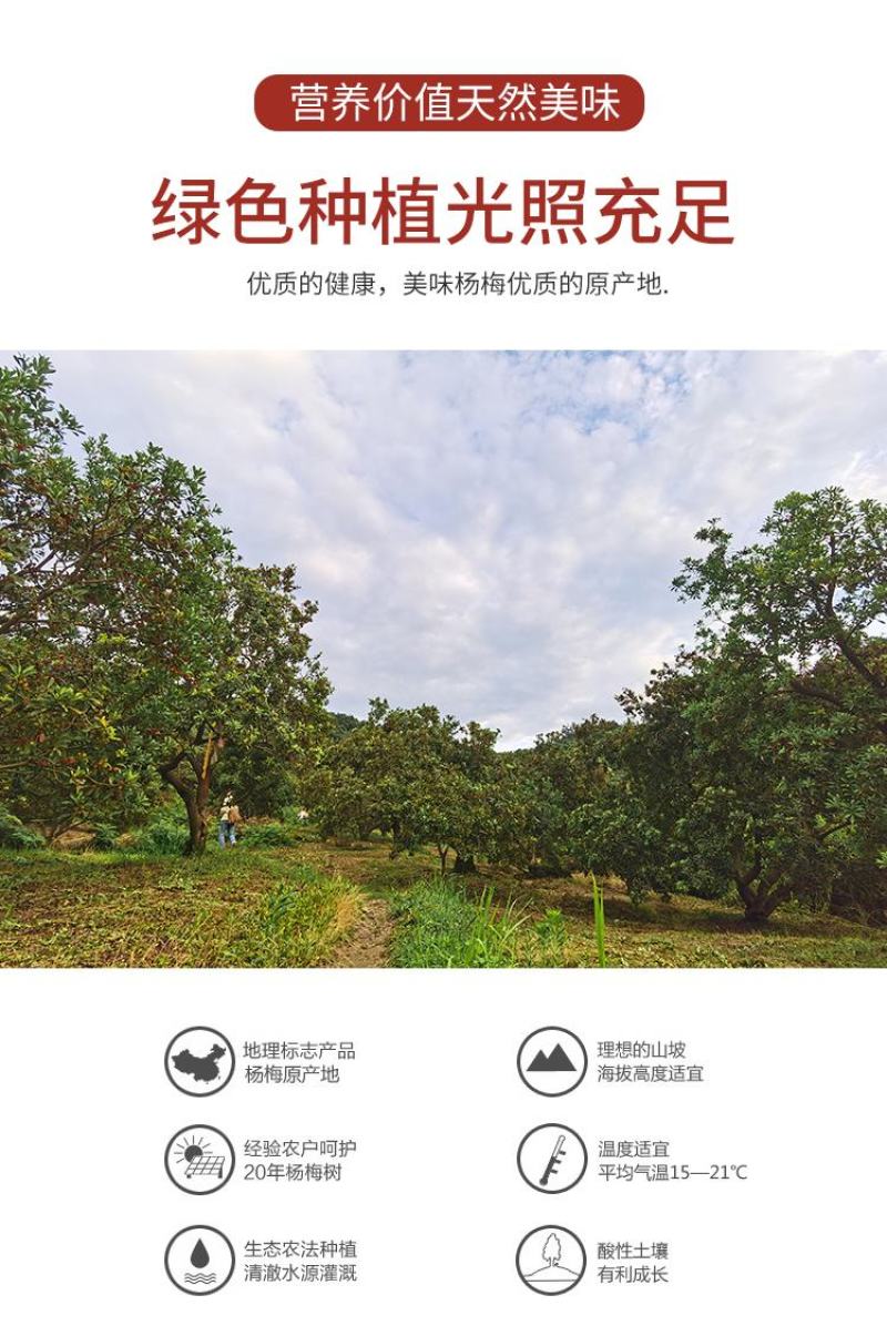 慈溪本地杨梅顺丰空运江浙沪包邮新鲜送达