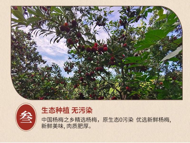 慈溪本地杨梅顺丰空运江浙沪包邮新鲜送达