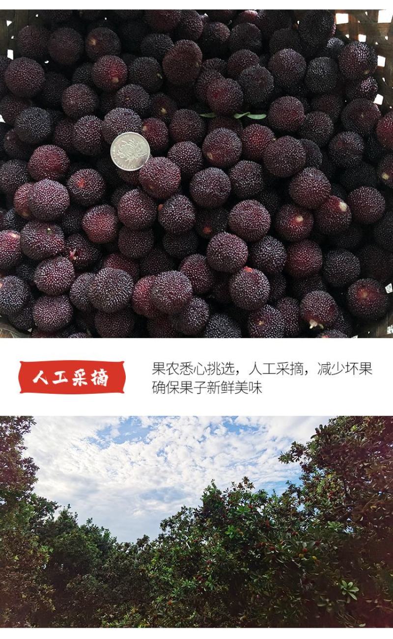慈溪本地杨梅顺丰空运江浙沪包邮新鲜送达