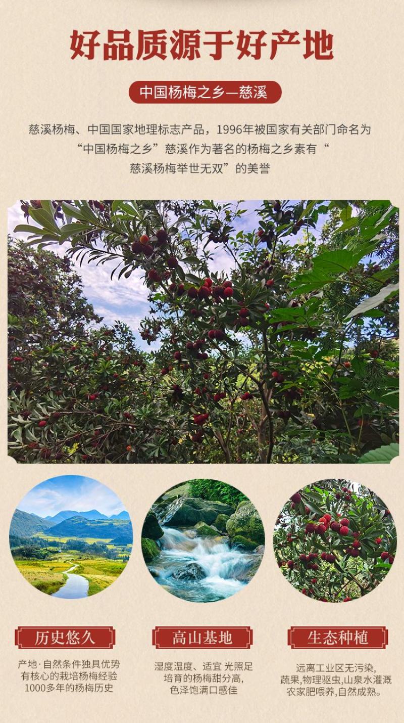 慈溪本地杨梅顺丰空运江浙沪包邮新鲜送达