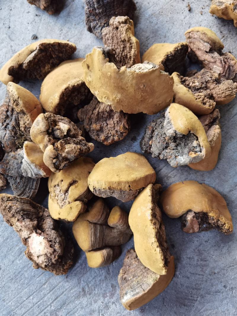 西藏桑黄野生天然马蹄桑黄一公斤起包邮大量一手货源质量保证
