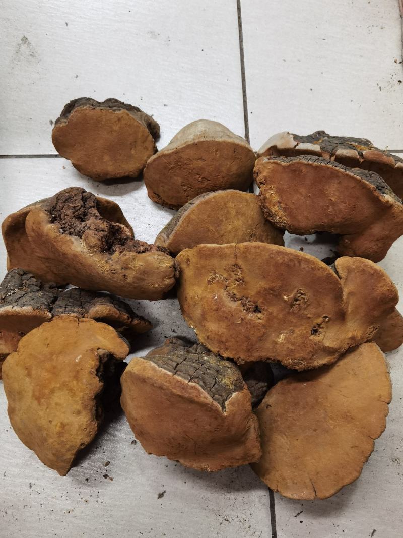 西藏桑黄野生天然马蹄桑黄一公斤起包邮大量一手货源质量保证