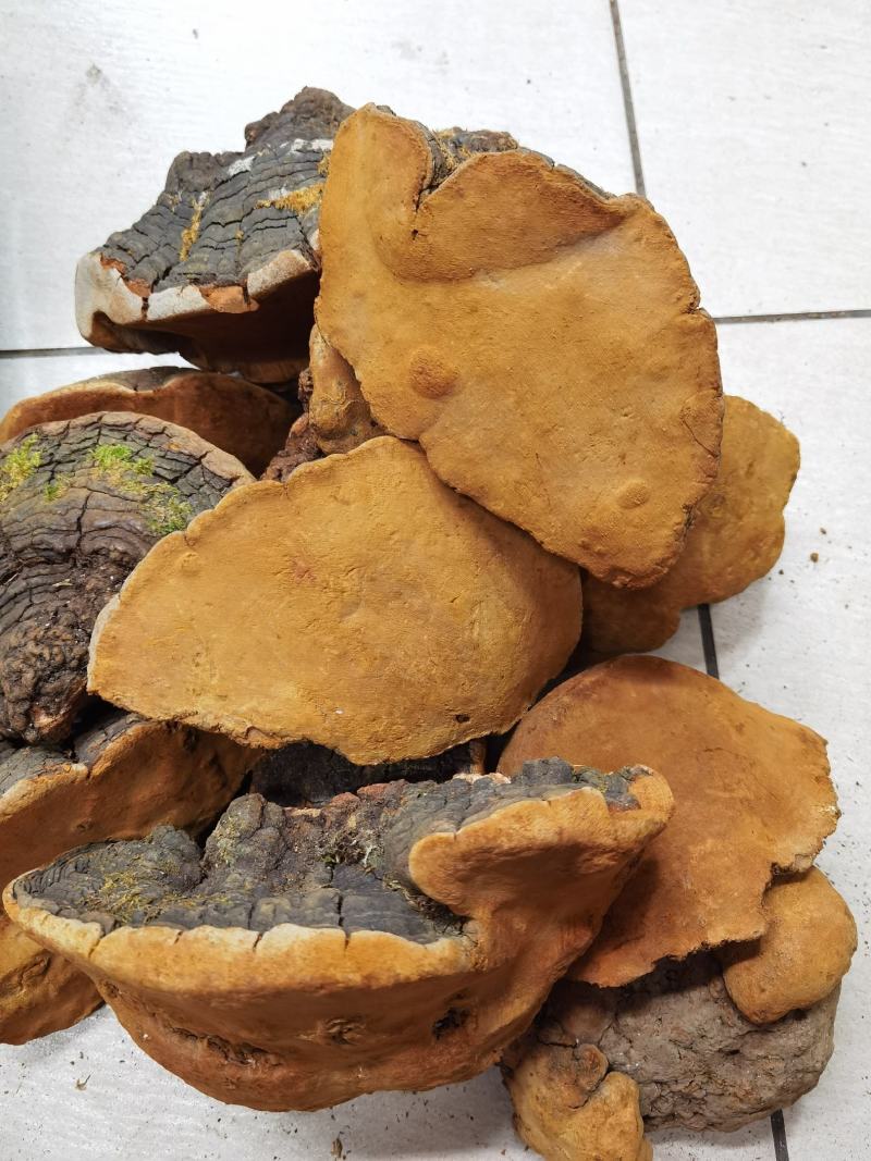 西藏桑黄野生天然马蹄桑黄一公斤起包邮大量一手货源质量保证