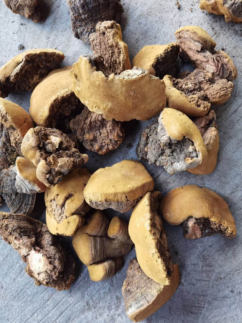 西藏桑黄野生天然马蹄桑黄一公斤起包邮大量一手货源质量保证